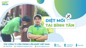 5 địa chỉ diệt mối Bình Tân uy tín hiệu quả tận gốc