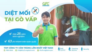 Bảng giá dịch vụ diệt mối tại Gò Vấp mới nhất 2025