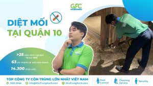 5 địa chỉ diệt mối Quận 10 uy tín nhất 2025