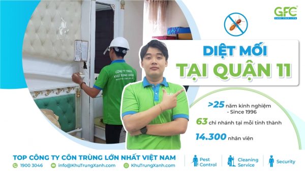6 địa chỉ diệt mối Quận 11 uy tín chuyên nghiệp an toàn