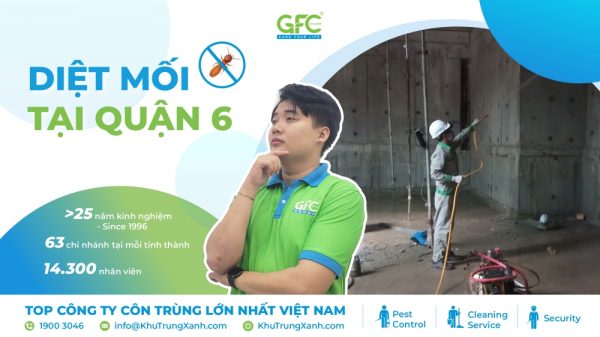 5 đơn vị diệt mối tận gốc Quận 6 uy tín, chuyên nghiệp