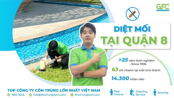 4 địa chỉ diệt mối Quận 8 tận gốc uy tín