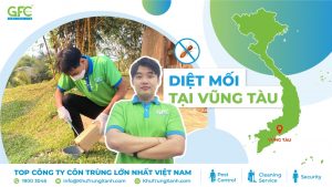 5 địa chỉ diệt mối tận gốc tại Vũng Tàu uy tín nhất 2025