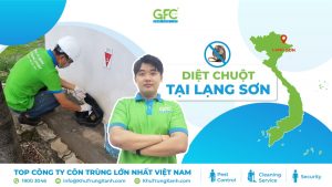 Công ty kiểm soát chuột, tiêu diệt chuột tại Lạng Sơn