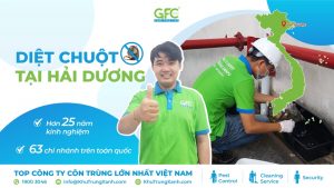 Công ty kiểm soát chuột, tiêu diệt chuột tại Hải Dương