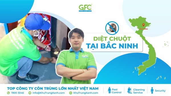 Công ty Kiểm soát chuột, tiêu diệt chuột tại Bắc Ninh