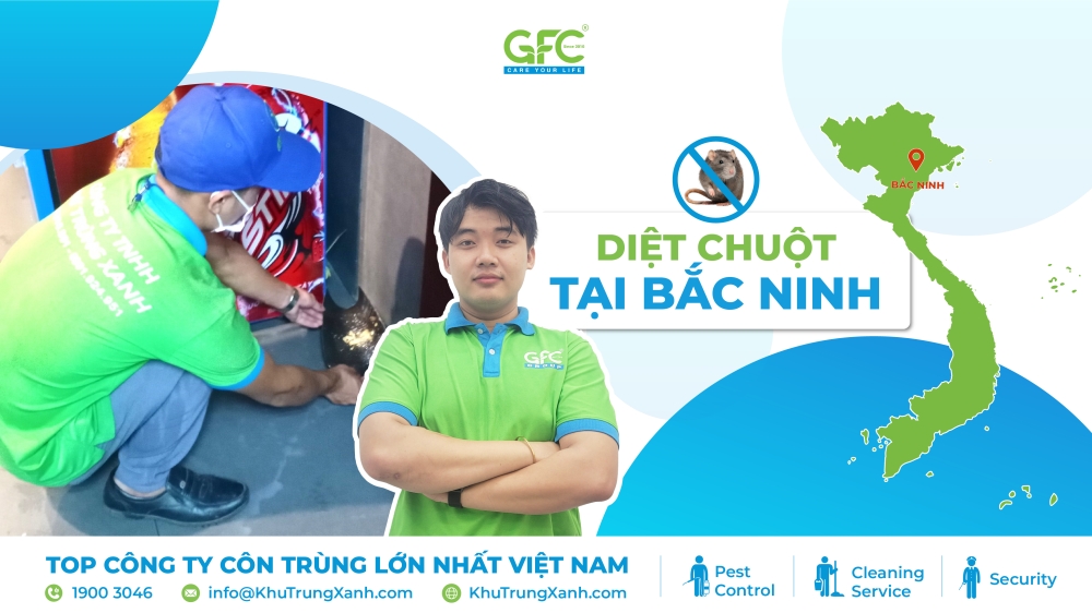 dịch vụ diệt chuột tại Bắc Ninh