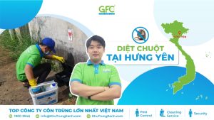 Công ty kiểm soát chuột , tiêu diệt chuột tại Hưng Yên