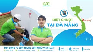 Công ty kiểm soát chuột, tiêu diệt chuột tại Đà Nẵng