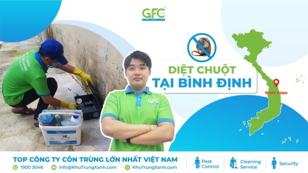 Công ty kiểm soát chuột, tiêu diệt chuột tại Bình Định