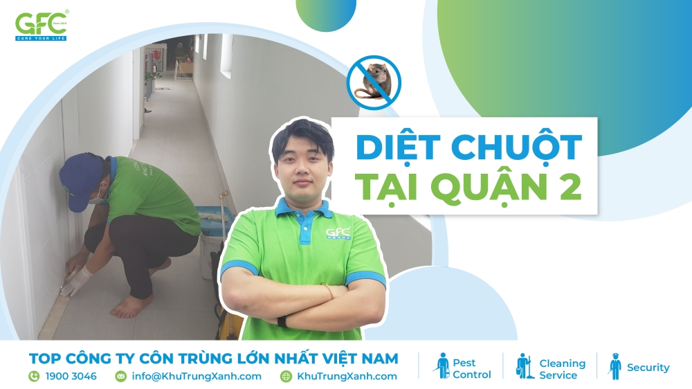 dịch vụ diệt chuột tại quận 2