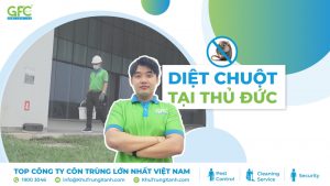 Dịch vụ diệt chuột ở Thủ Đức
