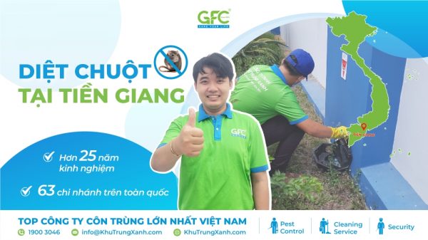 Dịch vụ diệt chuột tại Tiền Giang