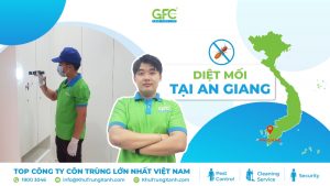 6 địa chỉ diệt mối tại An Giang hiệu quả tận gốc