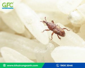 Cách diệt mọt nông sản? Thuốc diệt mọt nông sản nào tốt ?