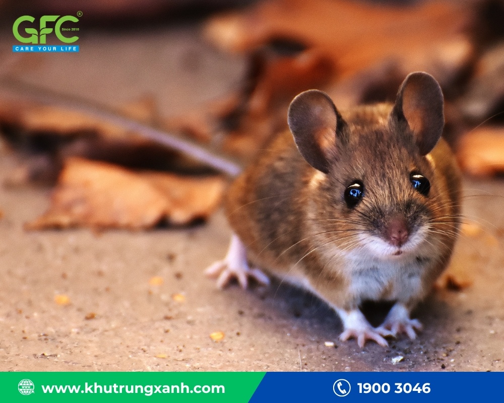 Tìm hiểu về các loài chuột thường gặp tại Việt Nam
