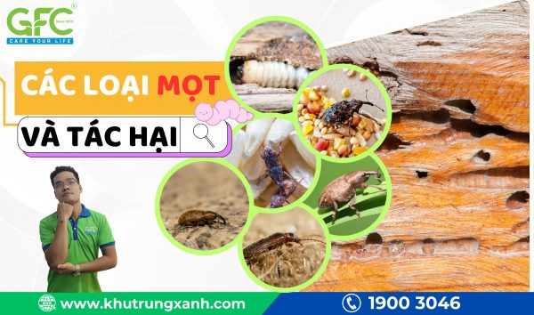 Tìm hiểu các loại mọt phổ biến và tác hại của chúng