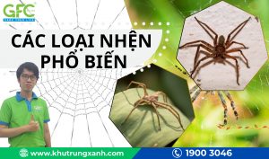 Nhện – Các loài nhện phổ biến hiện nay