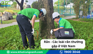Rắn – Các loài rắn thường gặp ở Việt Nam