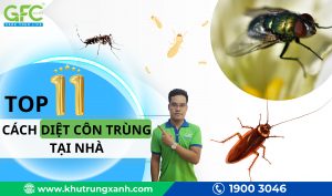 13 cách diệt côn trùng tại nhà, hiệu quả nhất 2025