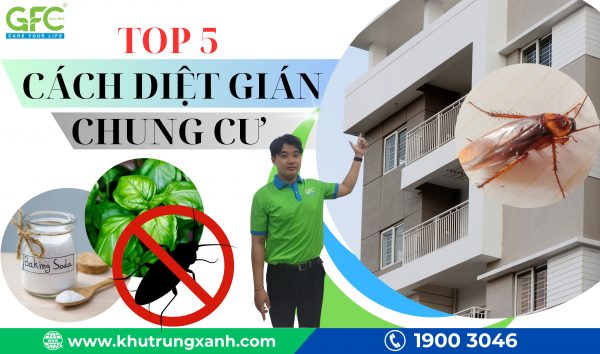 Top 15 cách diệt gián ở chung cư hiệu quả và đơn giản
