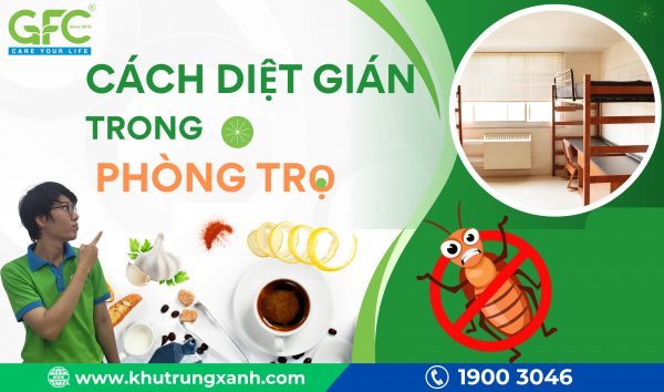 Cách diệt gián trong phòng trọ hiệu quả nhất
