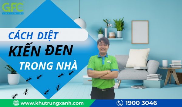 Cách diệt kiến đen cực kỳ hiệu quả trong nhà