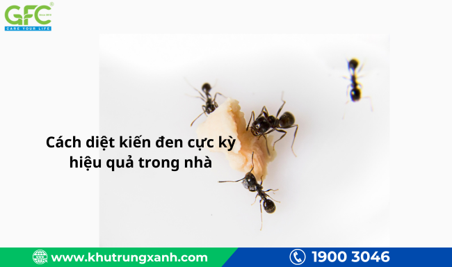Cách diệt kiến đen cực kỳ hiệu quả trong nhà - GFC