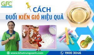 10+ cách đuổi kiến gió tại nhà hiệu quả với nguyên liệu tự nhiên