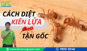 Cách diệt kiến lửa tận gốc và hiệu quả nhất
