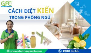 6 Cách đuổi kiến trong phòng ngủ hiệu quả, an toàn cho sức khỏe