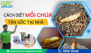 Tìm hiểu về mối chúa – Biện pháp tiêu diệt ổ mối