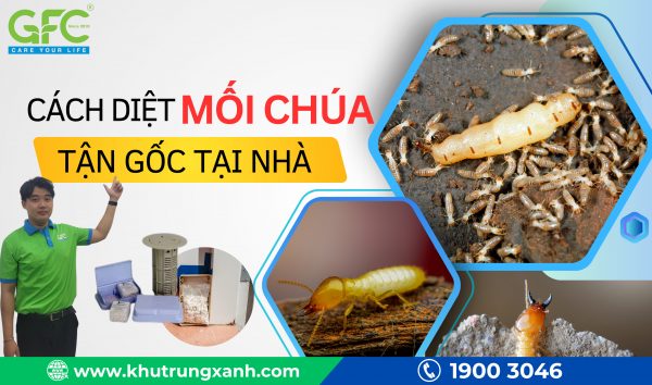 Tìm hiểu về mối chúa – Biện pháp tiêu diệt ổ mối