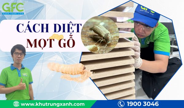 Mọt gỗ và cách diệt mọt gỗ đơn giản và hiệu quả nhất