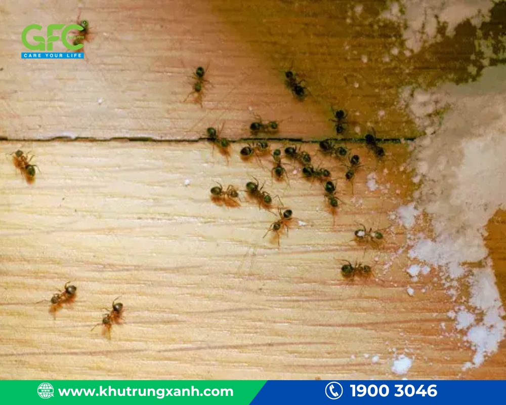 cách đuổi kiến trong phòng ngủ