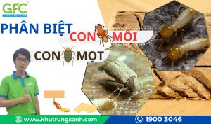 Phân biệt con mối và con mọt