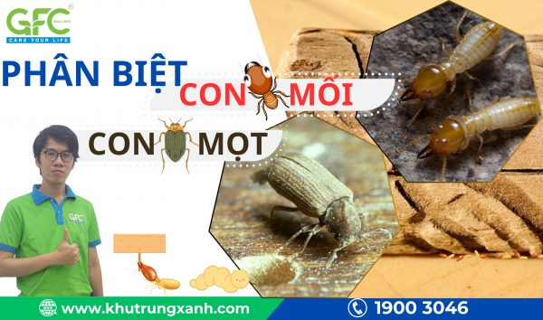 Phân biệt con mối và con mọt