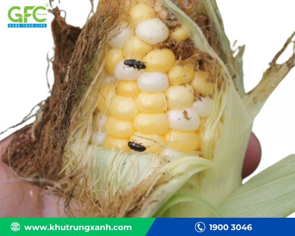 Cách diệt mọt bắp – Thuốc diệt mọt bắp