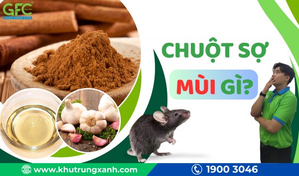 Chuột sợ mùi gì? Tips đuổi chuột bằng mùi hương