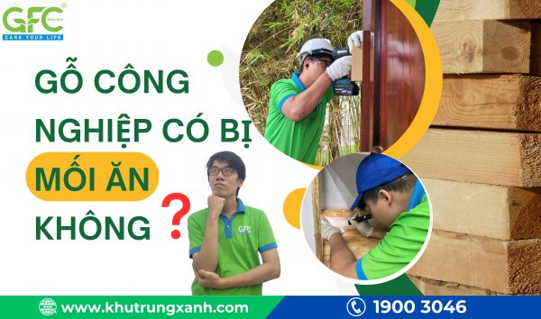 Gỗ công nghiệp có bị mối ăn không? Cách phòng tránh