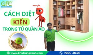 Hướng dẫn cách diệt kiến trong tủ quần áo hiệu quả