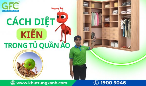 Hướng dẫn cách diệt kiến trong tủ quần áo hiệu quả
