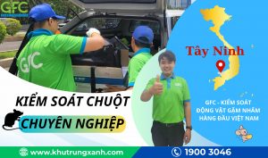 Công ty kiểm soát chuột, tiêu diệt chuột tại Tây Ninh