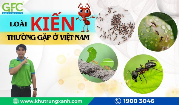 Loài kiến thường gặp ở Việt Nam