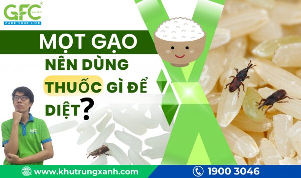 Top 10+ cách diệt mọt gạo đơn giản, hiệu quả tại nhà
