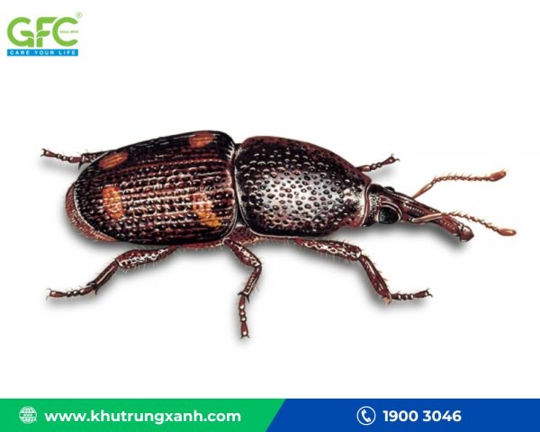 Cách diệt mọt ngũ cốc – Thuốc diệt mọt ngũ cốc