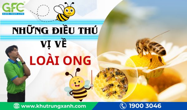 Loài ong – Những điều thú vị về loài ong mà bạn chưa biết