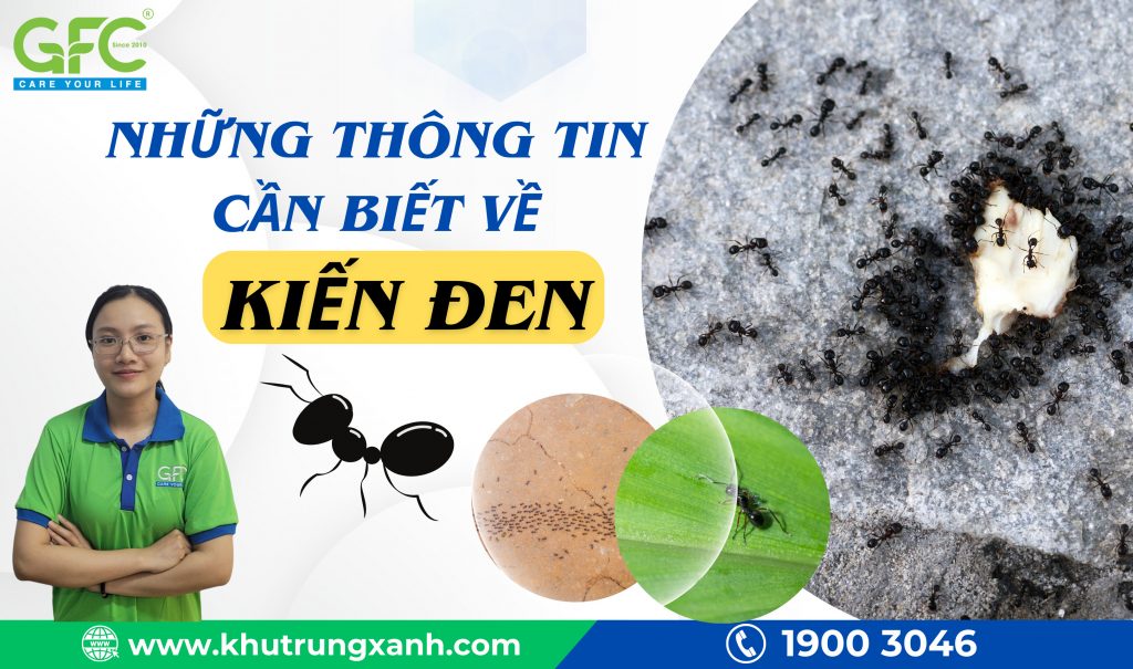 Kiến đen - Những thông tin bạn cần biết về kiến đen