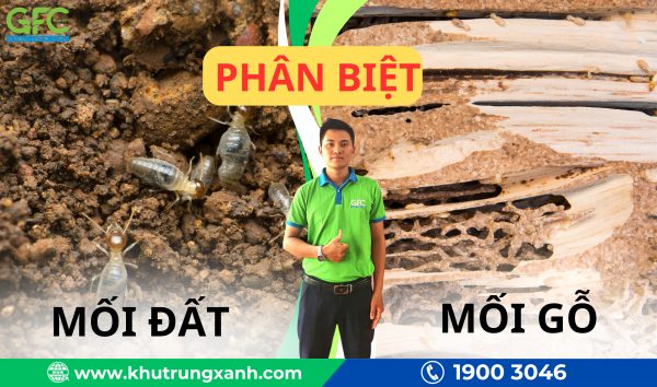 Mối đất và mối gỗ: Cách phân biệt nhanh nhất