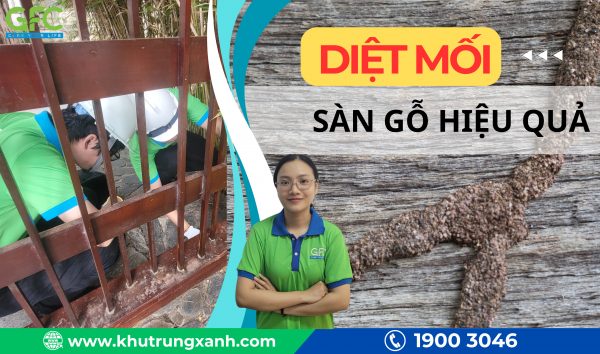 Phương pháp diệt mối sàn gỗ đơn giản, hiệu quả